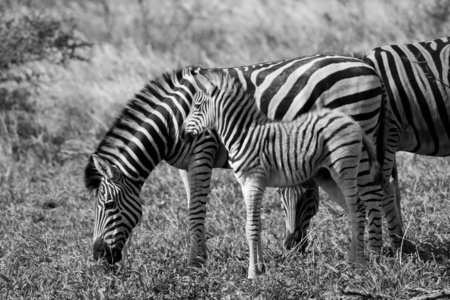 南非克鲁格国家公园的黑白照片，斑马和白驹，黑白条纹吃草