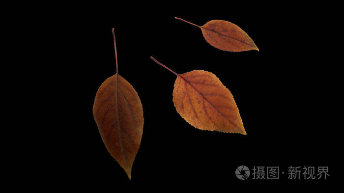 黑色背景上的秋叶