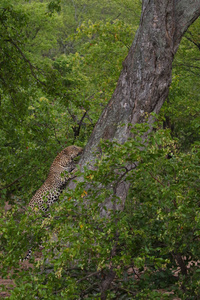 美洲豹爬大树强壮的腿克鲁格国家公园南非