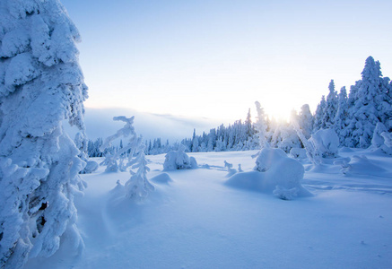 冬季雪云杉林全景。