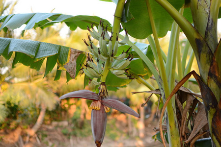 香蕉树。 香蕉花。 香蕉叶。 香蕉植物。 香蕉水果热带香蕉。