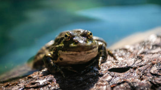 绿沼蛙Pelophylax Ridibundus叫声