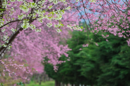 美丽的樱桃树盛开在昆王清迈泰国。
