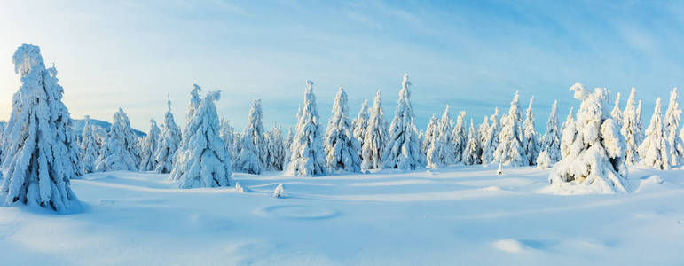 冬季雪云杉林全景。 高分辨率图像