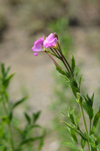 大而多毛的柳菜粉红色花拉丁名羊藿