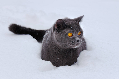 一只英国短毛猫坐在雪堆里的画像