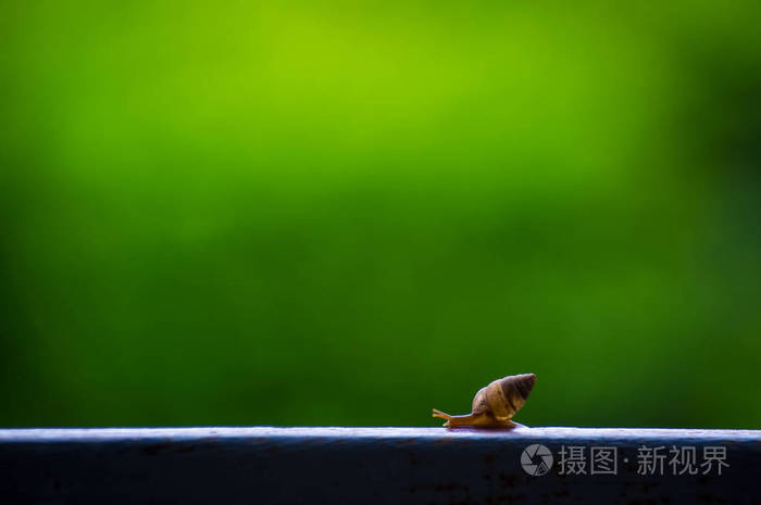 在自然绿色模糊背景下关闭蜗牛的视图.