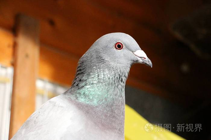 从阳光下的一只鸽子的头上