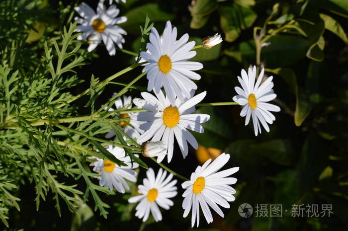 接近美丽的白色雏菊自然宏观