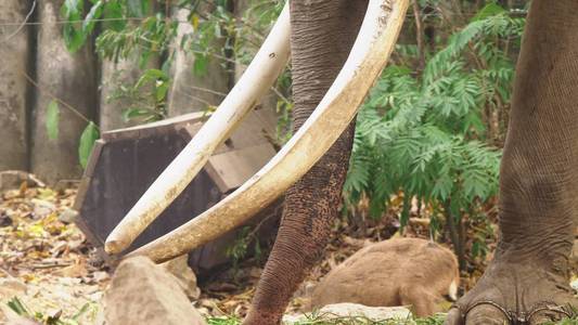 特写镜头, 动物园里的一头大象正在吃绿草