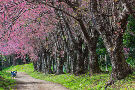 美丽的樱花盛开在泰国昆王蒋梅路。