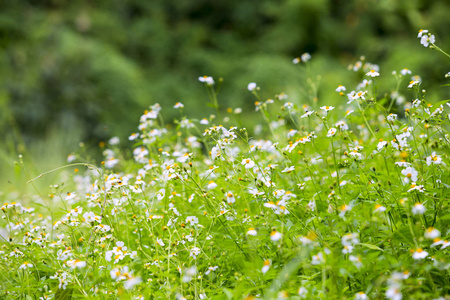 雏菊花的田野。 田里的洋甘菊。 绿色植物背景上的白色花朵