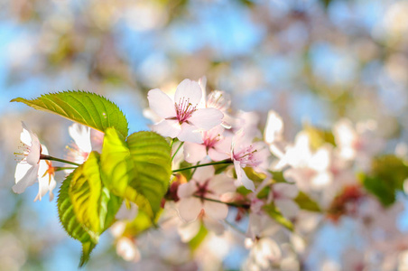 樱花樱桃粉红色的花朵在春天的树上绽放
