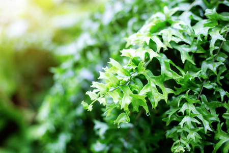 蕨类植物的叶子与阳光一起在树上。