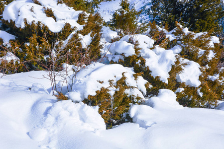 白雪覆盖了树枝。