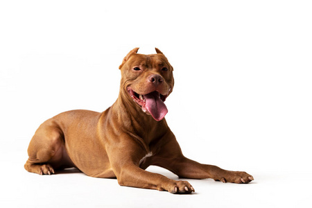 猫狗一起玩耍, 在白色背景下被隔离牛狗小狗美国恶霸小狗美国恶霸男孩