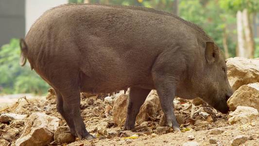 黑野猪在寻找吃东西吃的东西, 在土壤中吃照片