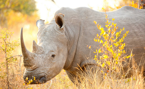 非洲白犀牛图片