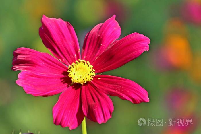 热带宇宙之花照片 正版商用图片16lv7v 摄图新视界 热带宇宙之花照片 正版商用图片16lv7v 摄图新视界