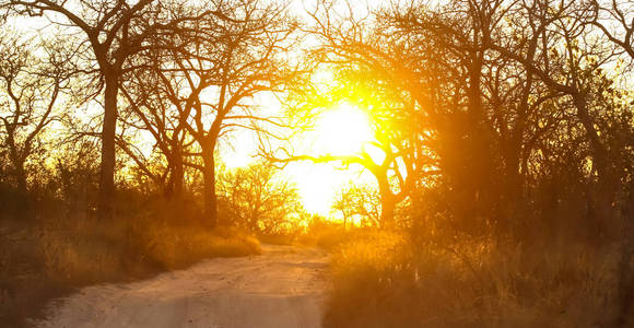 南非灌木丛日落时，树上的剪影呈现出红色的天空