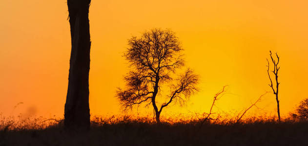 南非灌木丛日落时，树上的剪影呈现出红色的天空
