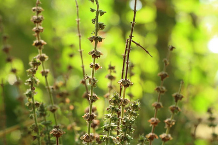 花园里的罗勒植物