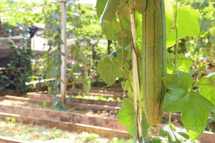 藤蔓中的西葫芦树