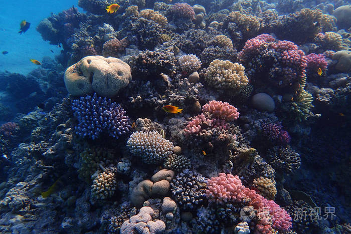 埃及珊瑚礁颜色自然