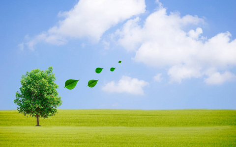 环境概念,生态,树木和树叶的天空背景.照片