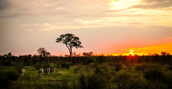 一群斑马在多云的日落中以剪影树喂养猎物