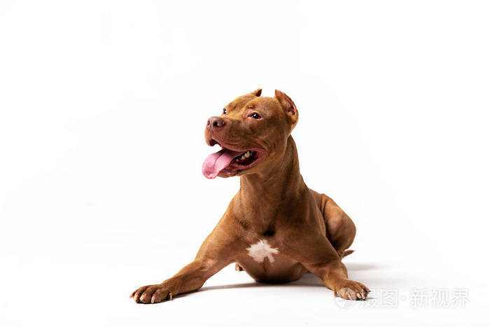 可爱的红狗坐在白色背景