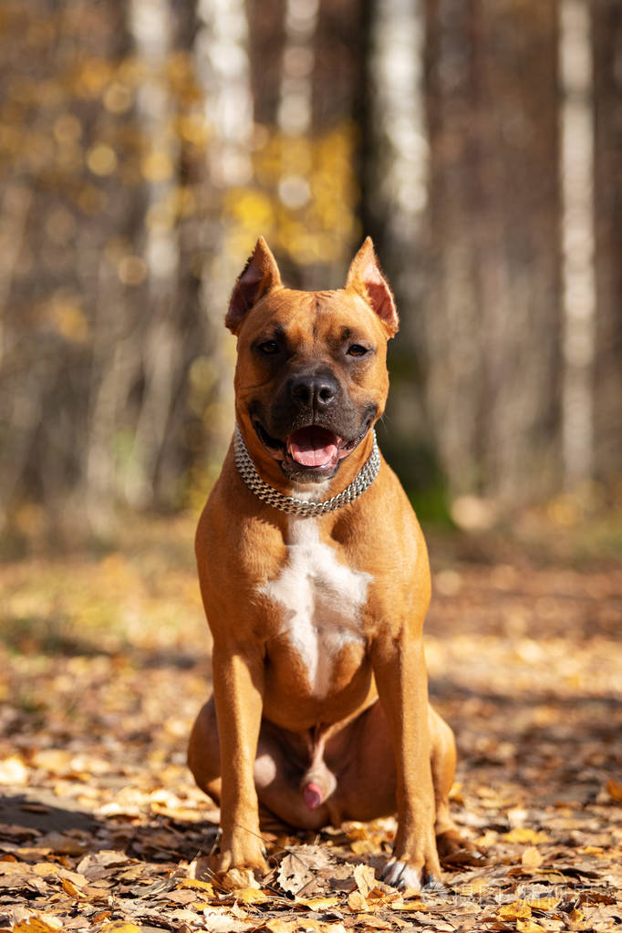 红色的美国斯塔福德郡猎犬,在秋天公园的户外散步