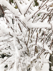 冬季雪下有树枝的背景