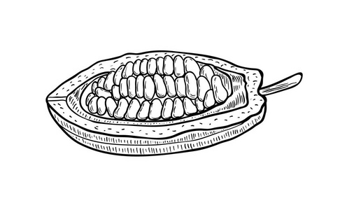 可可载体。白色背景上孤立的手绘插图。有机健康食品。很适合横幅，海报，标签