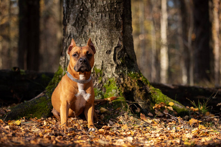 红色的美国斯塔福德郡猎犬，在秋天公园的户外散步