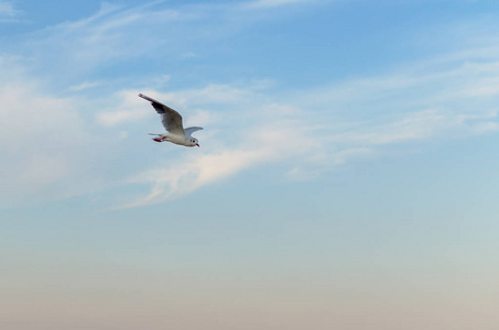 海鸥在蓝天上飞过大海