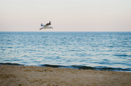 海鸥在蓝天上飞过大海图片