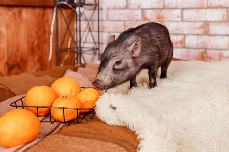 美丽的创意节日横幅与小黑猪, 象征2019年在中国日历照片