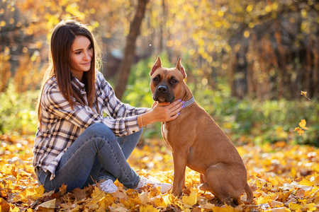 美丽的女人和她的美国斯塔福德郡猎犬在秋天公园户外散步。