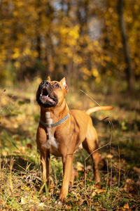 红色的美国斯塔福德郡猎犬，在秋天公园的户外散步