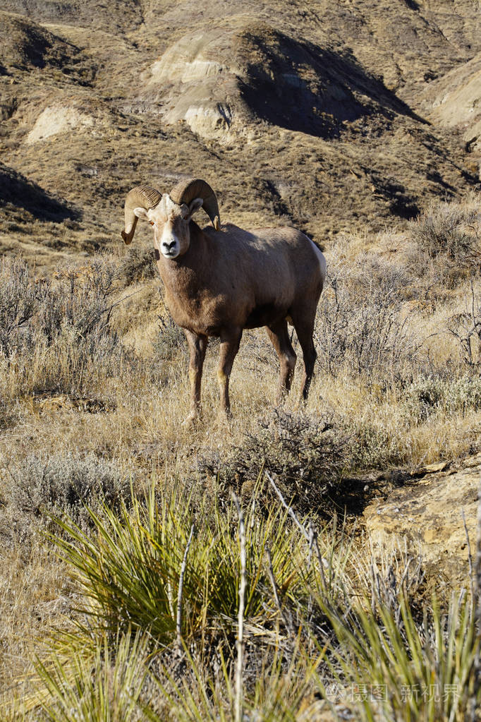 雄性公羊大角羊