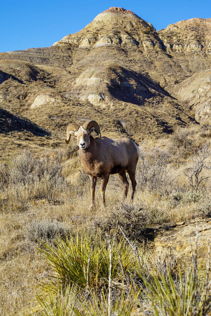 蒙大拿州沙漠草地上的大角羊