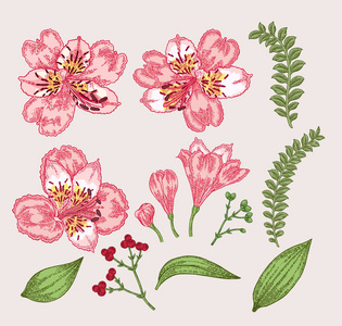 手绘的花和叶子.复古向量植物学例证照片