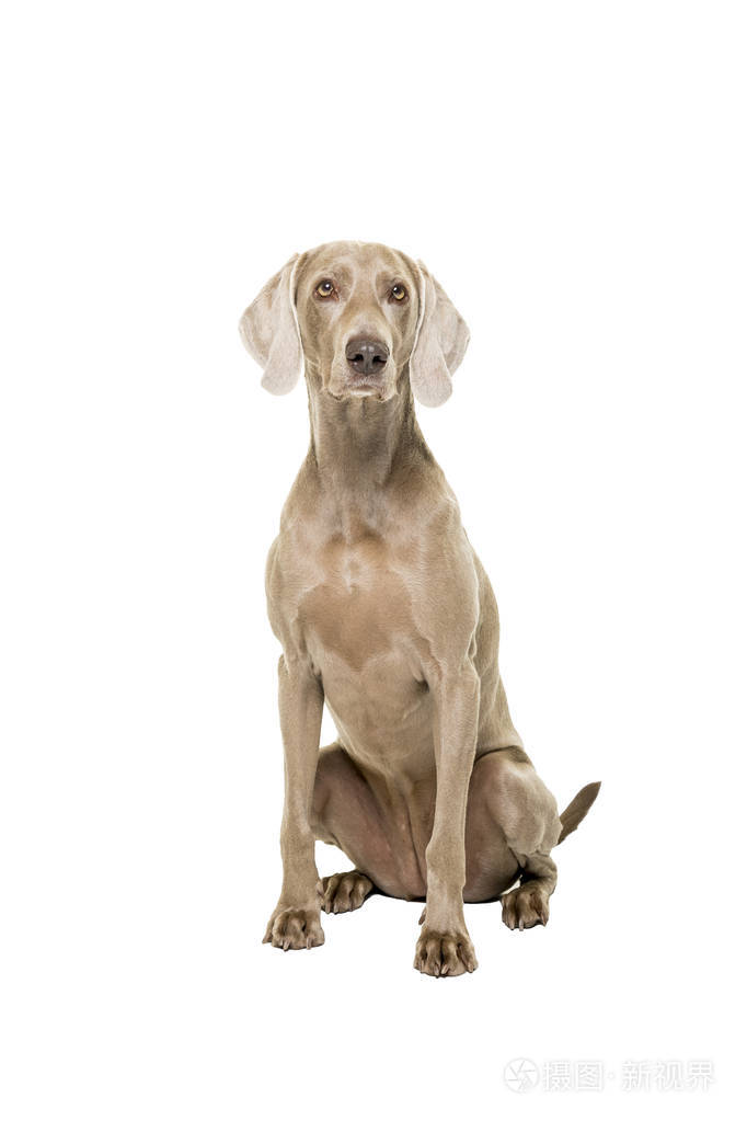 一只母狗坐在白色背景上看着摄像机