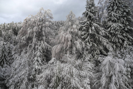白雪覆盖的树木和灰色的天空