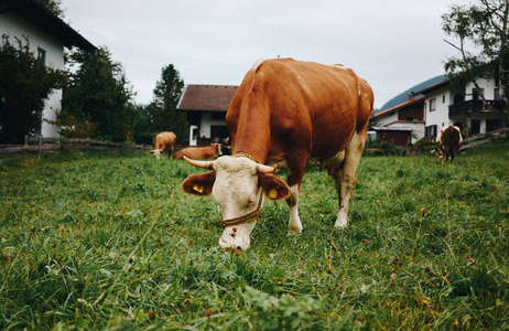 一群奶牛在农场的夏季绿田里放牧