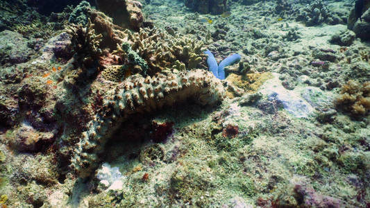 珊瑚礁和海参