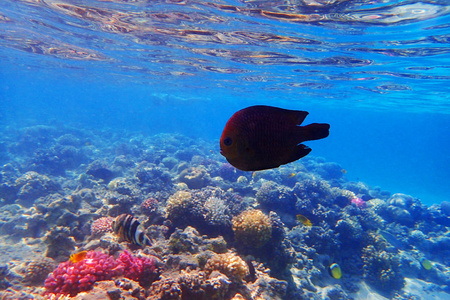 埃及的珊瑚礁是美丽的自然景观