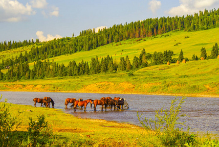山河里的马。 东贝兹。 比斯扎迪。 乌克兰