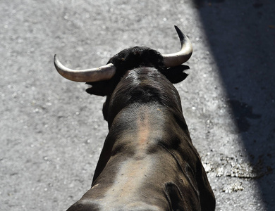 西班牙的壮牛